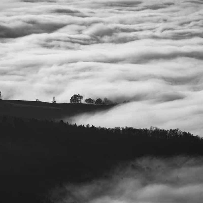 Calapod Crep Protect Trees 4