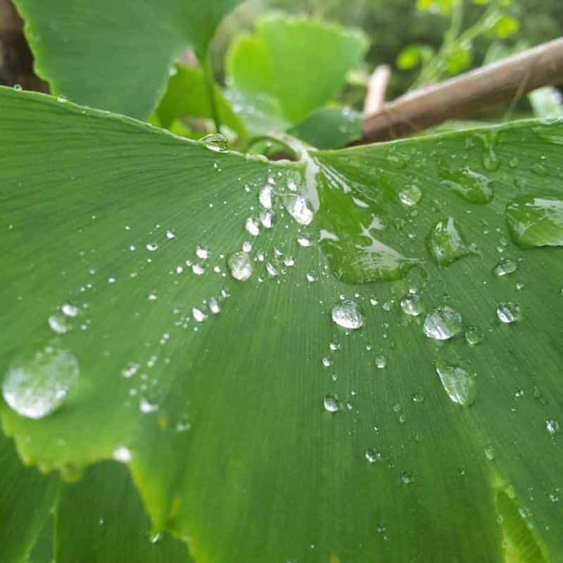 Șervețele pentru încălțăminte Wipes (6 Pack) 4