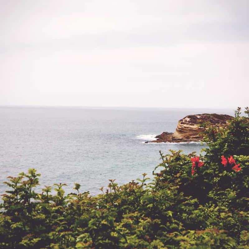 Calapod Crep Protect Trees