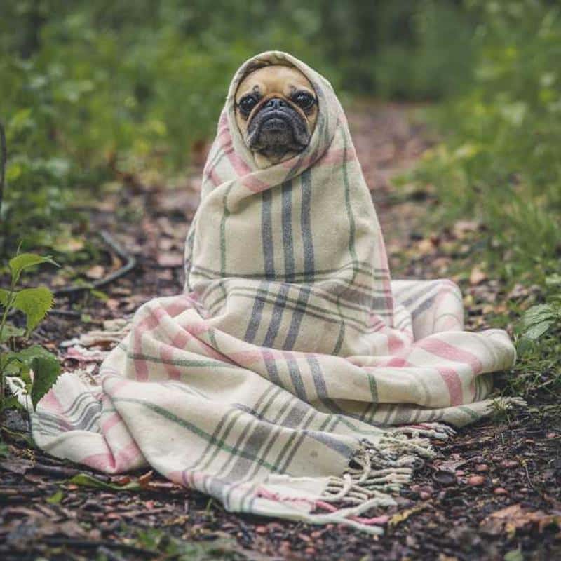 Șireturi pentru încălțăminte Laces: Flat White (Multi Language)