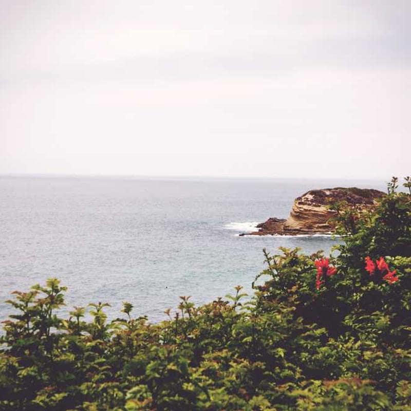 Calapod Crep Protect Trees